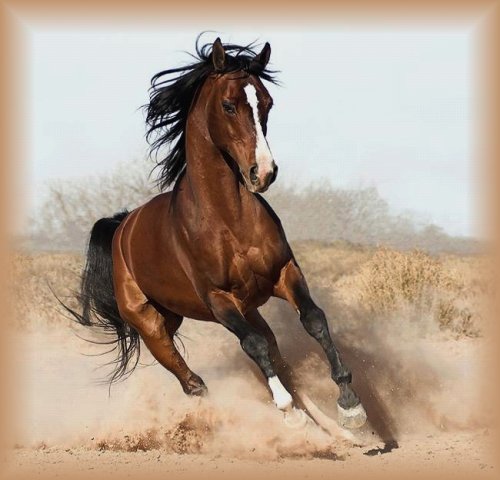 Cavalo pulando corda 